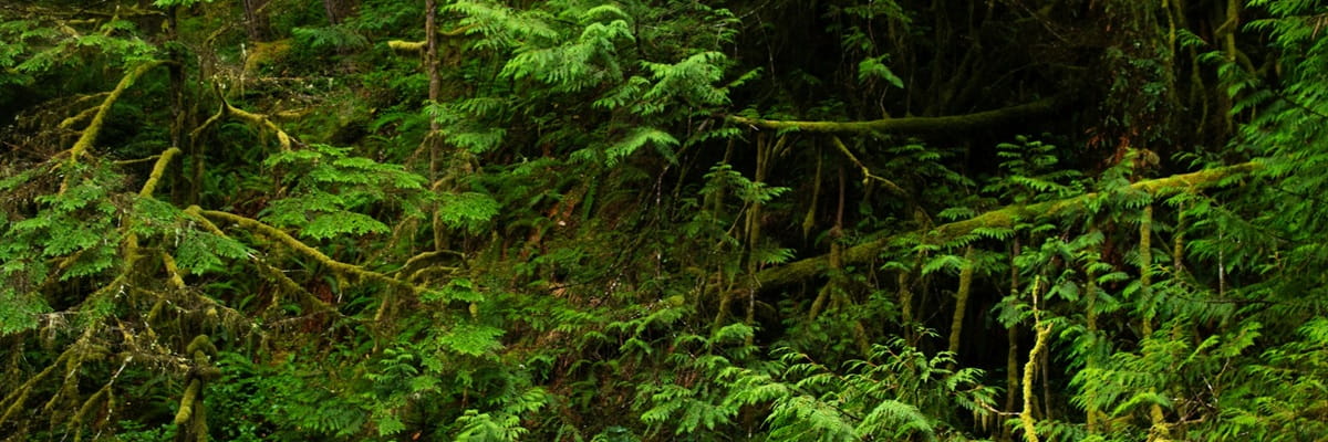 Forest – the path back to the life you love