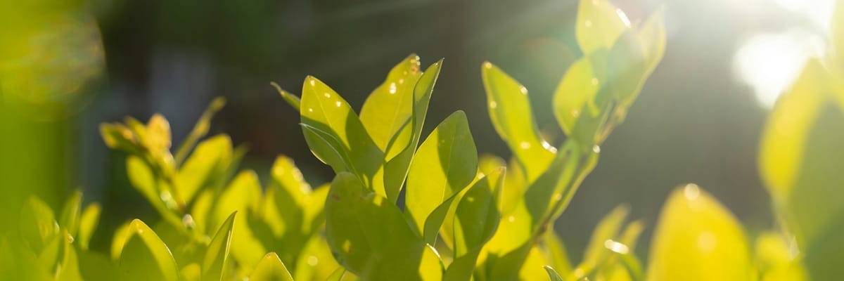 Fresh green leaves in sunlight – growth and vitality